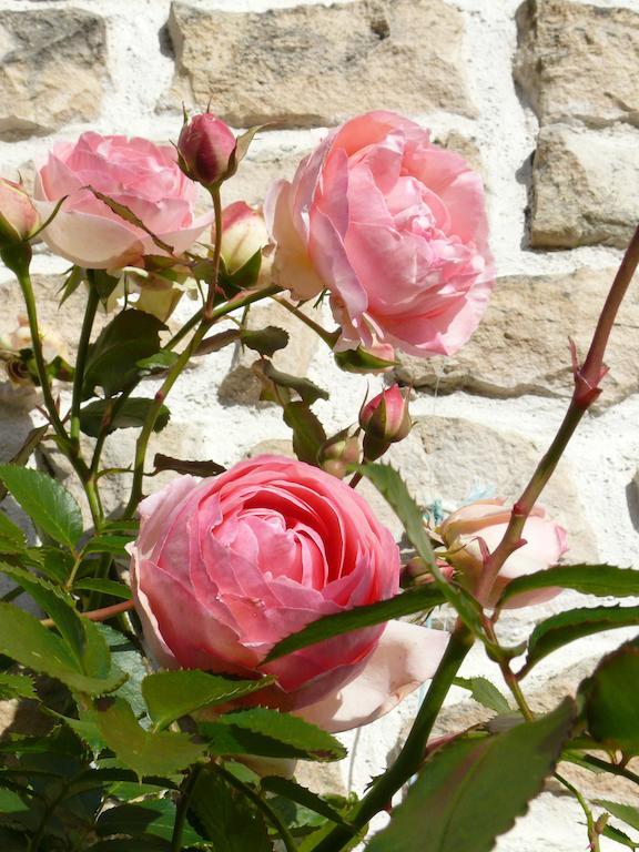 Montreuil  Le Clos De La Vigne Bed & Breakfast エクステリア 写真